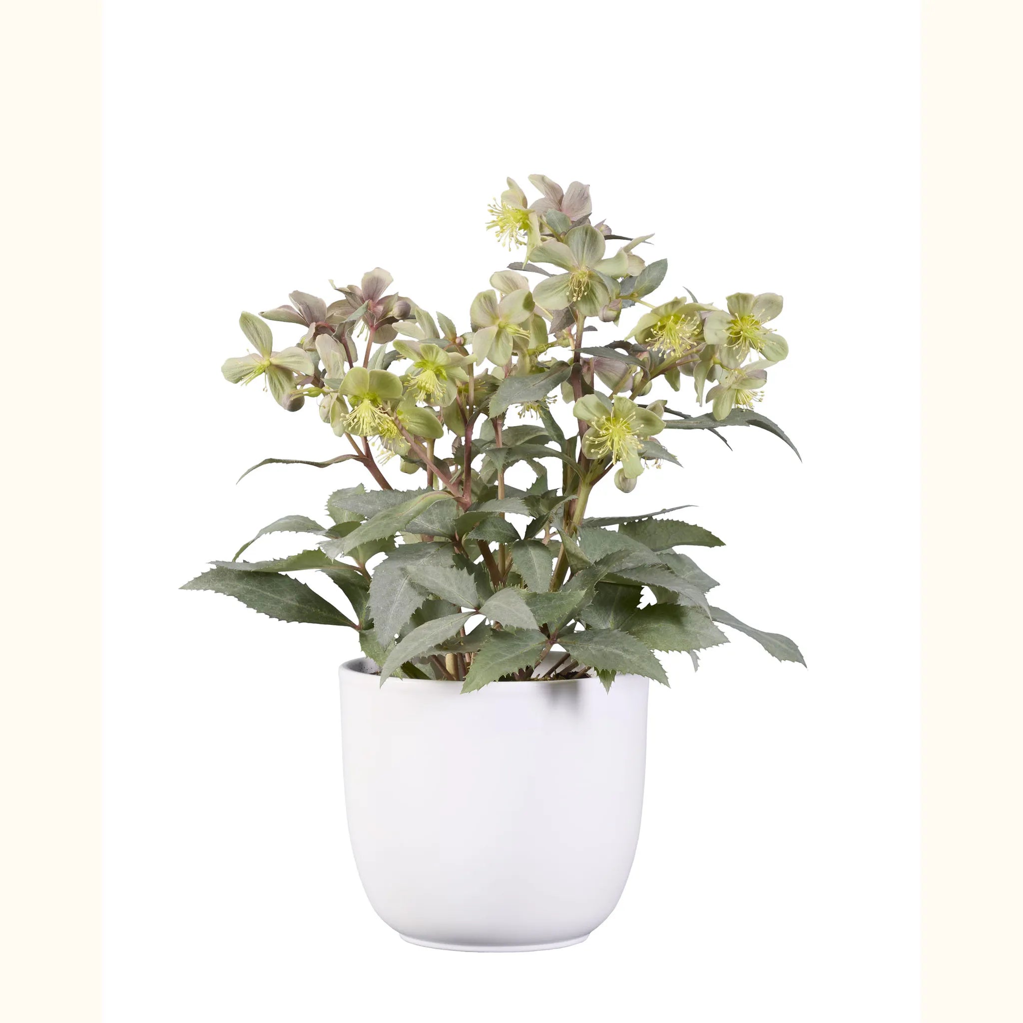 Helleborus x sternii Silver Star