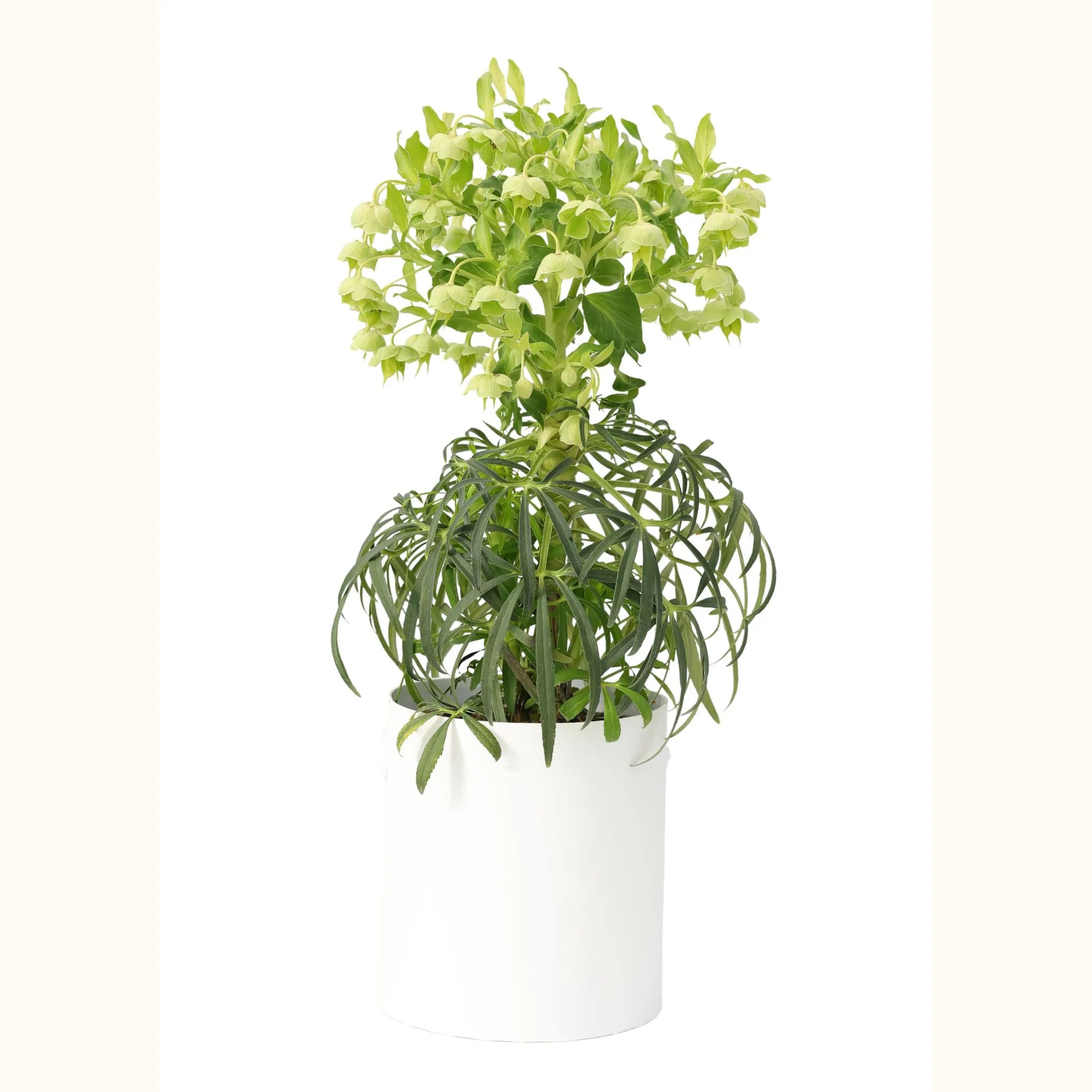 Hellebore foetidus