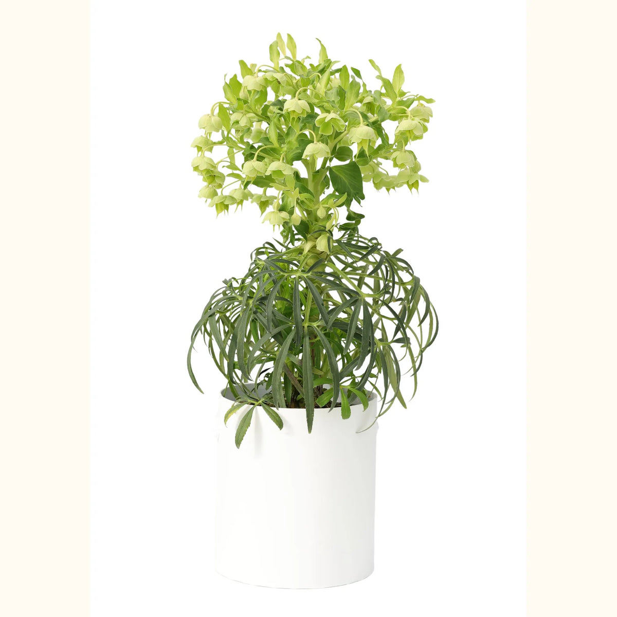 Hellebore foetidus