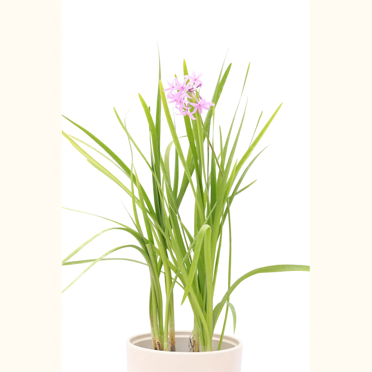 Tulbaghia violacea