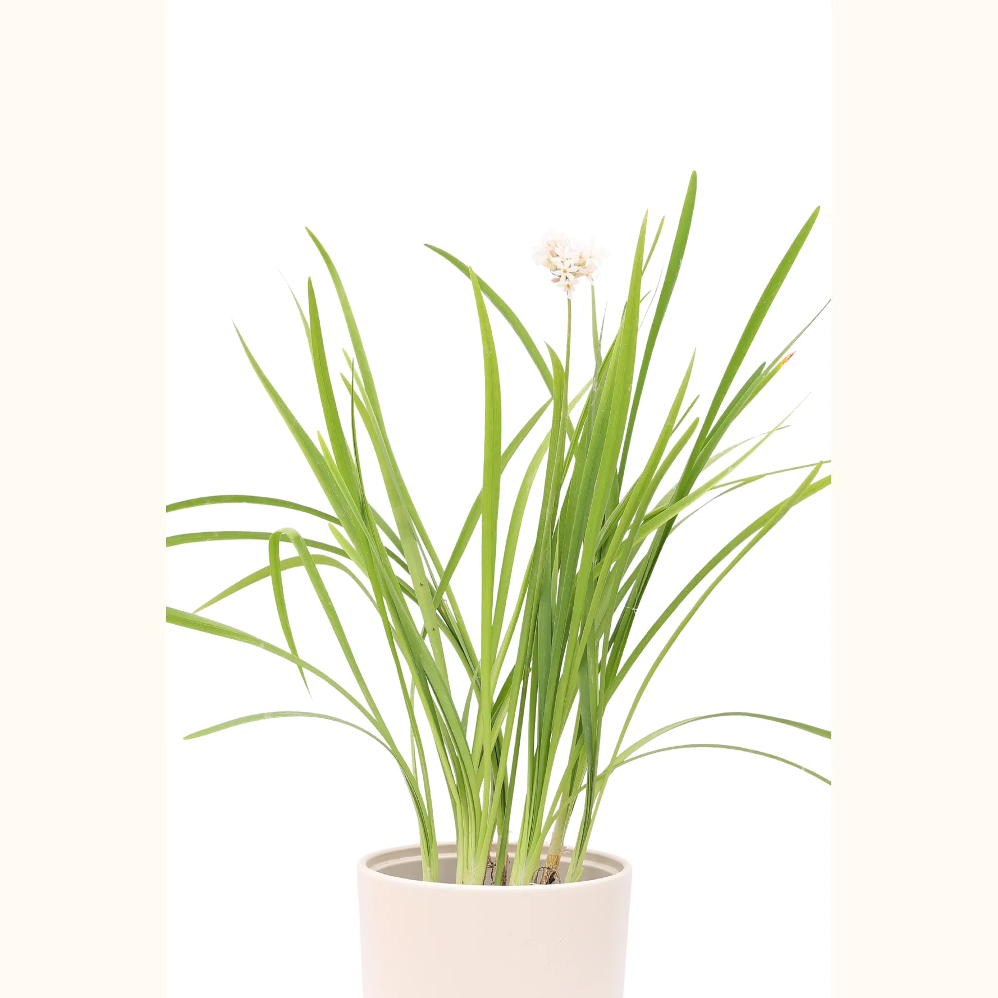 Tulbaghia violacea ‘Alba’