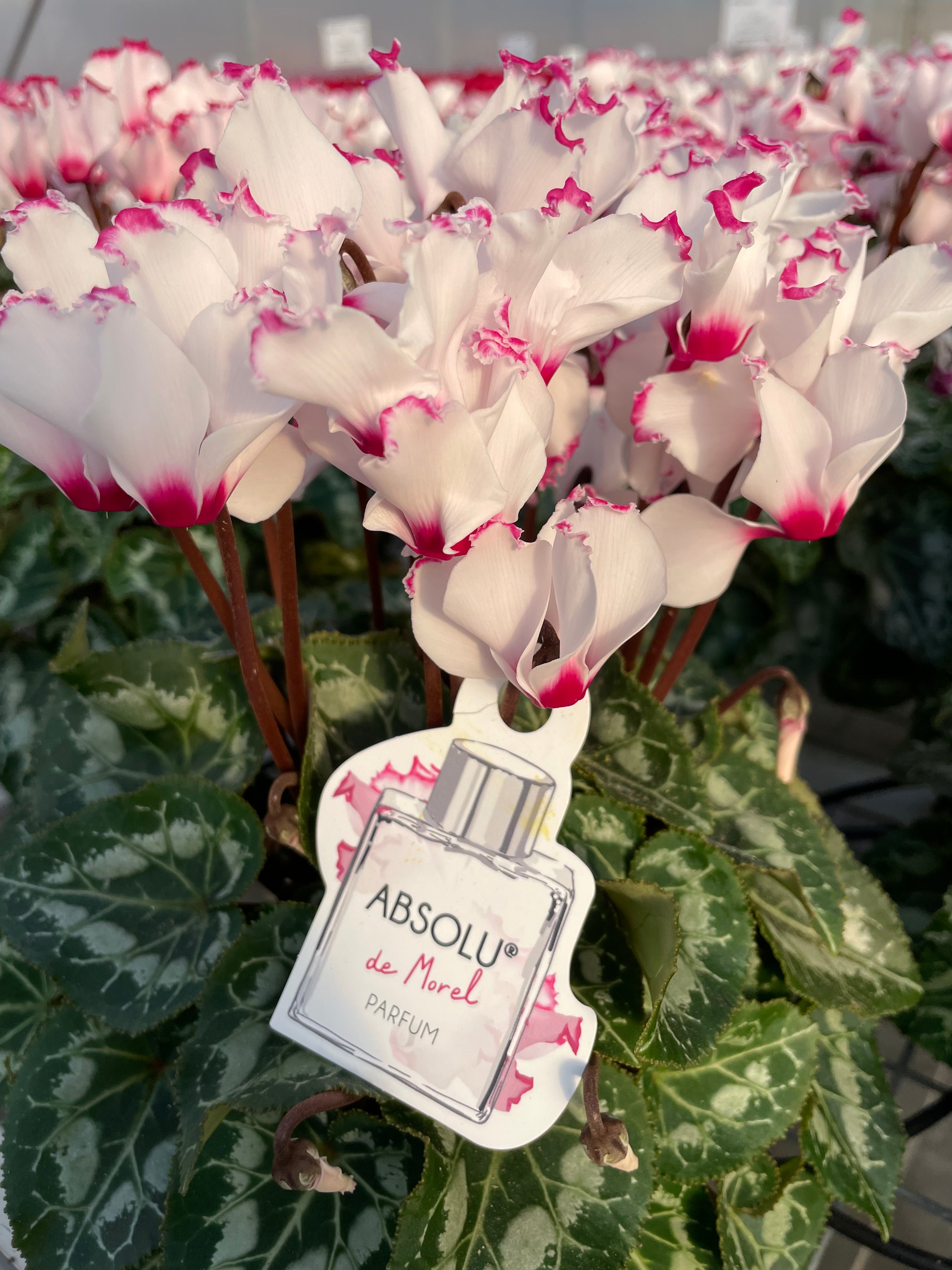 ABSOLU® Label