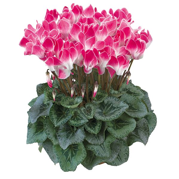 LATINIA® FUNFLAME® Magenta