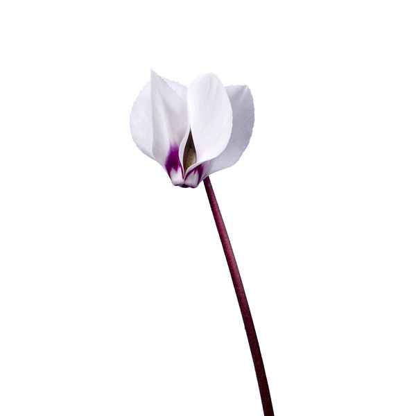 KOUMY® White green leaf