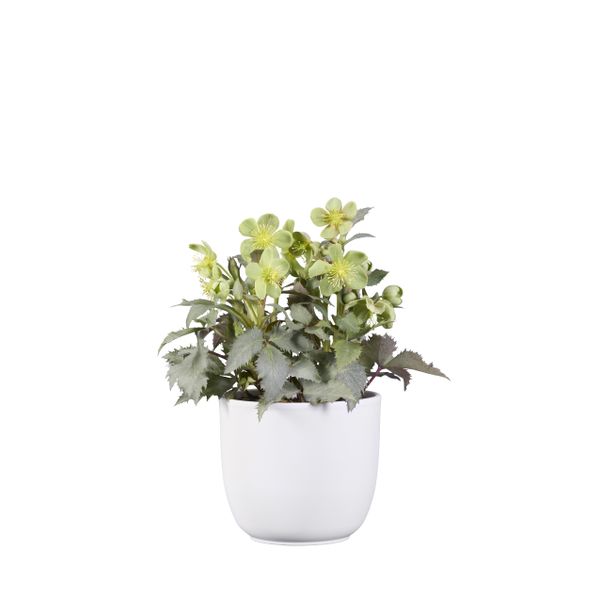 Helleborus sternii Silver Dollar