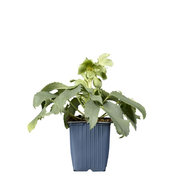 Helleborus argutifolius Silver Lace