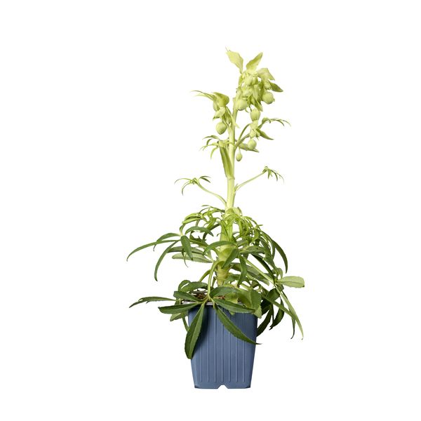 Helleborus foetidus Gold Bullion