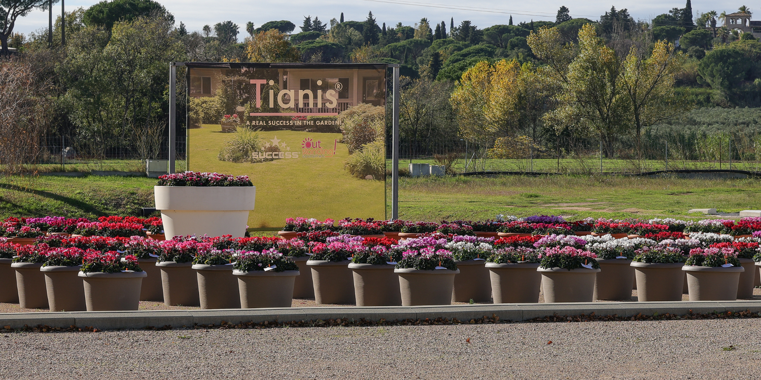 OUTstanding Cyclamen®: Proven excellence for outdoor performance