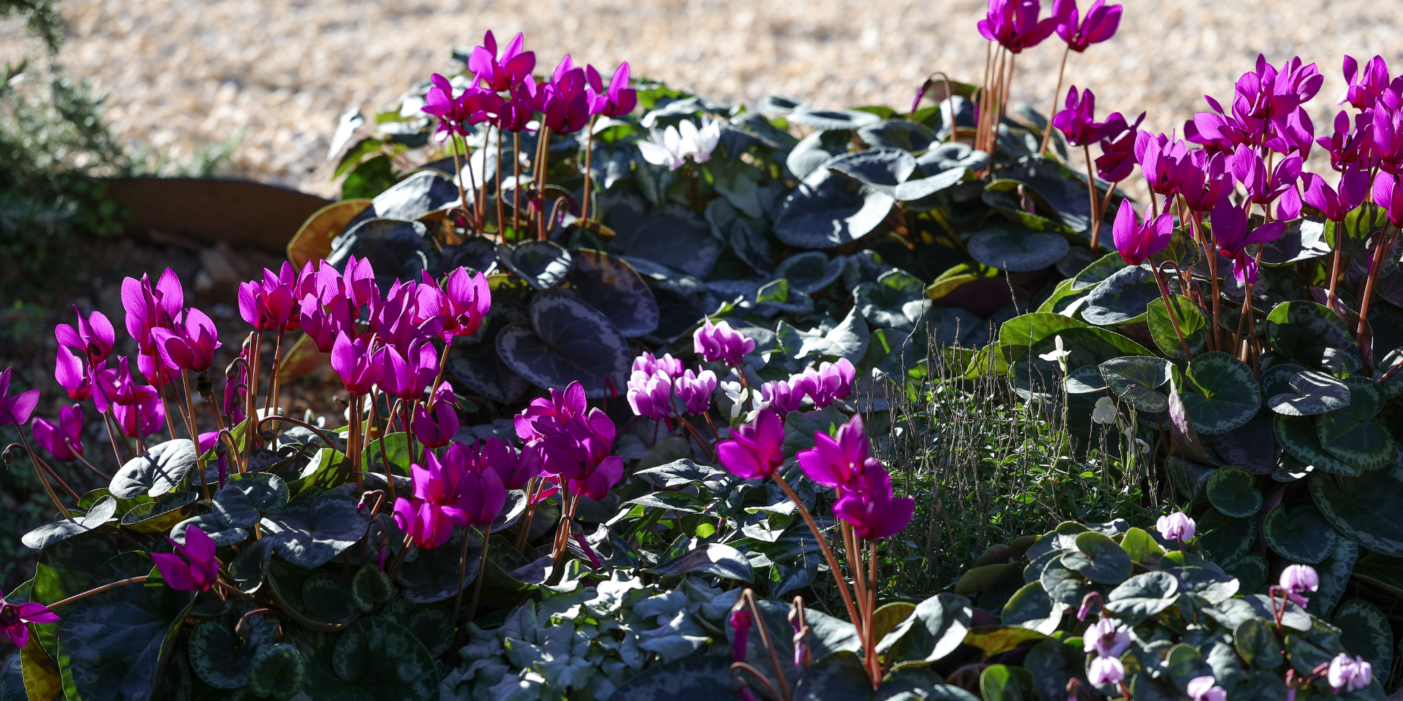 ELIXIA®: Opening a new chapter in Cyclamen breeding