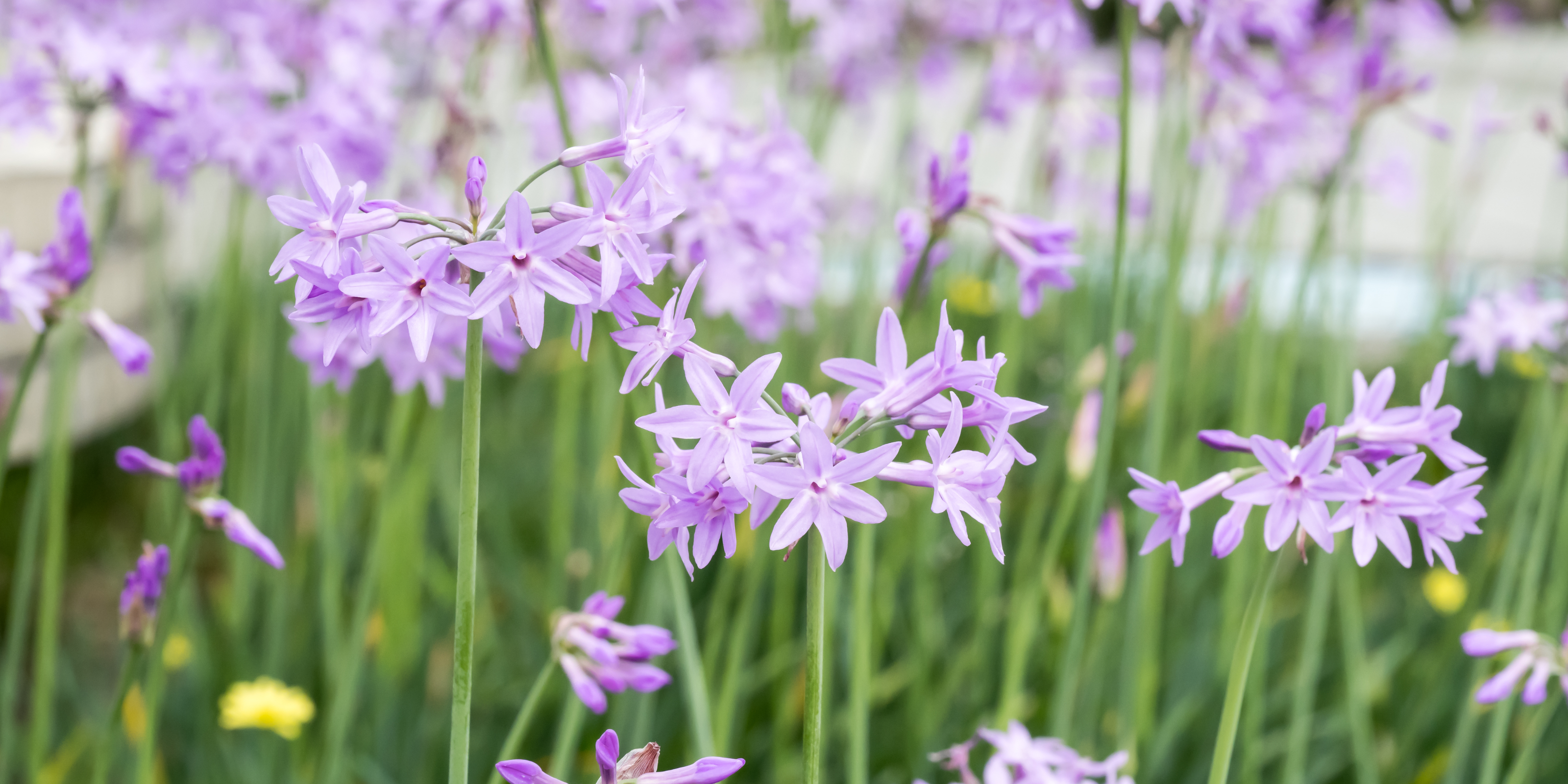 Tulbaghia