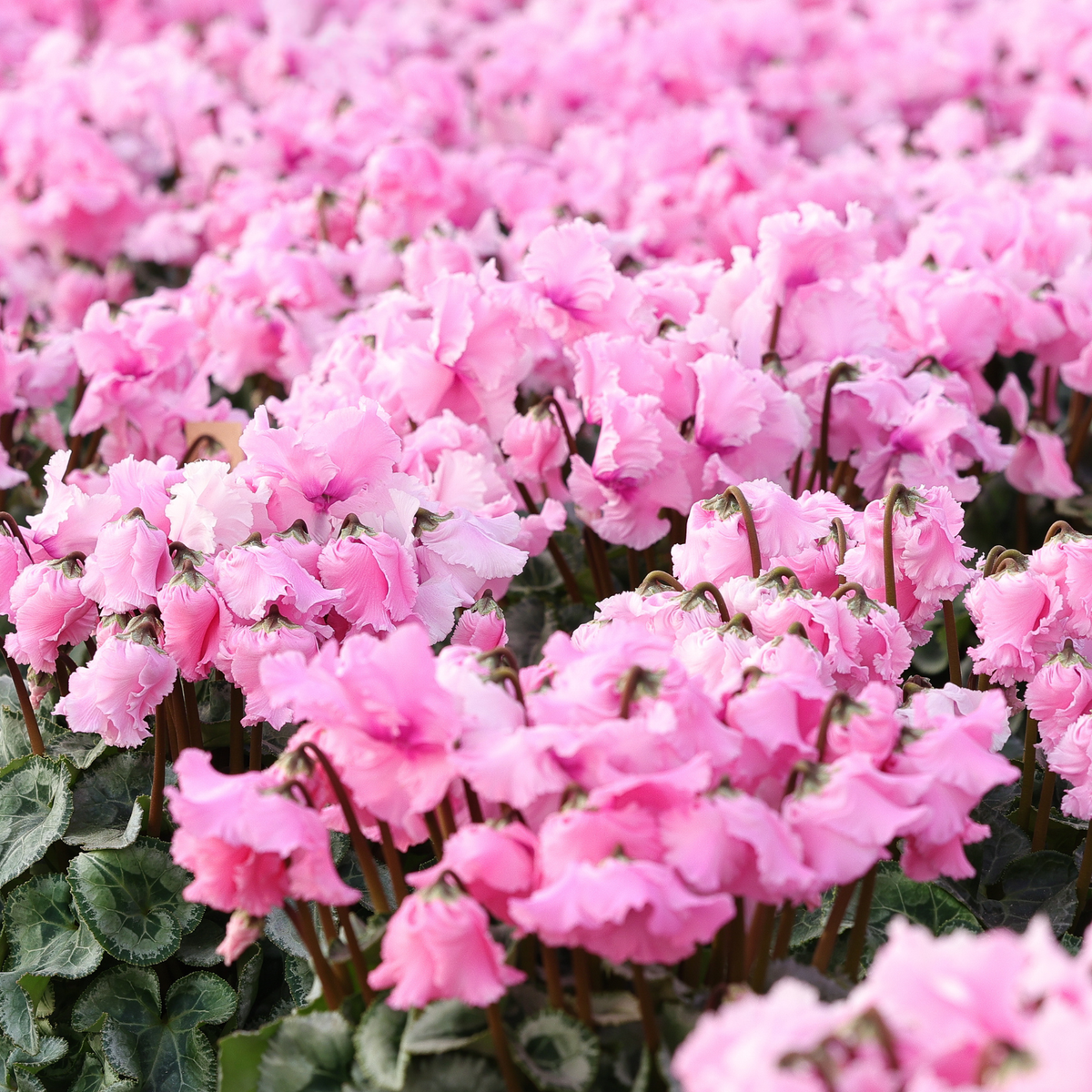 Cyclamen F1 Perfumed Collection