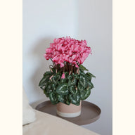 CYCL_100048_img_lstyle_@aurelle.lphotographe-093.jpg