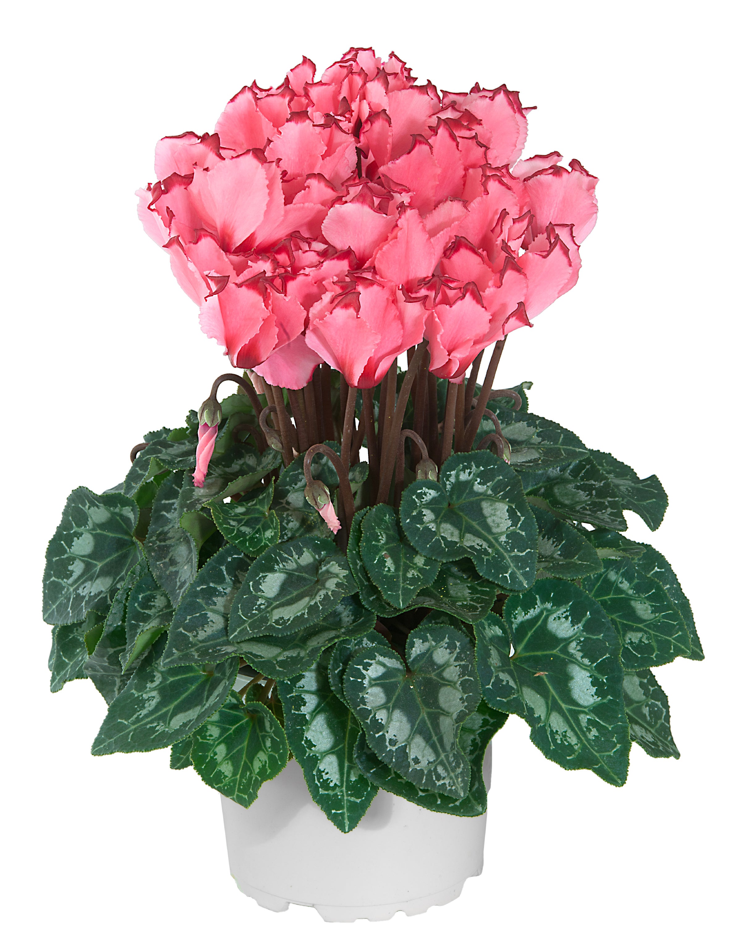 MIDI+® VICTORIA Salmon exp.