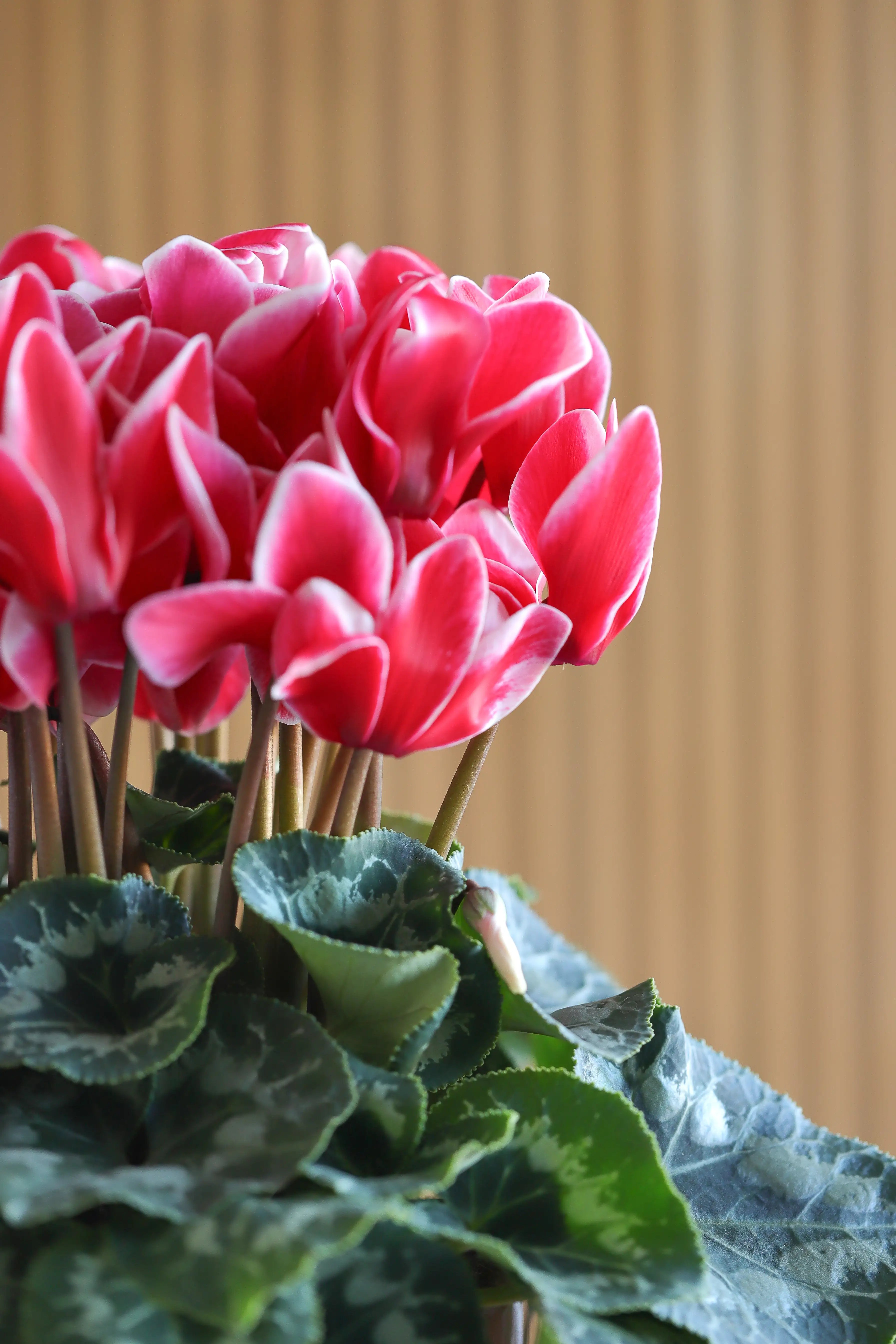 HALIOS® FANTASIA® Red evolution