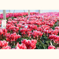 CYCL_100125_img_flow_01@aurelle.lphotographe-23.jpg