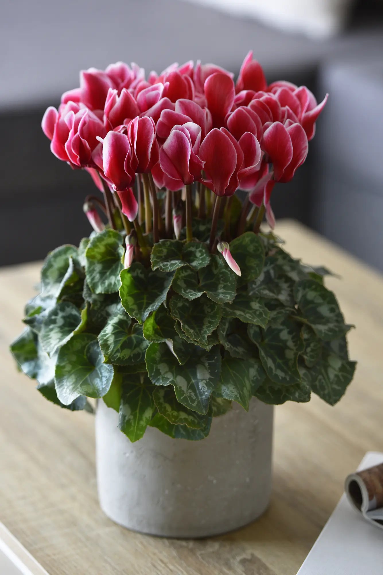 HALIOS® FANTASIA® Red evolution