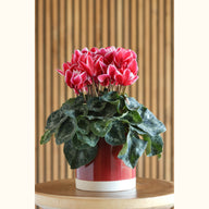CYCL_100125_img_lstyle_04.jpg
