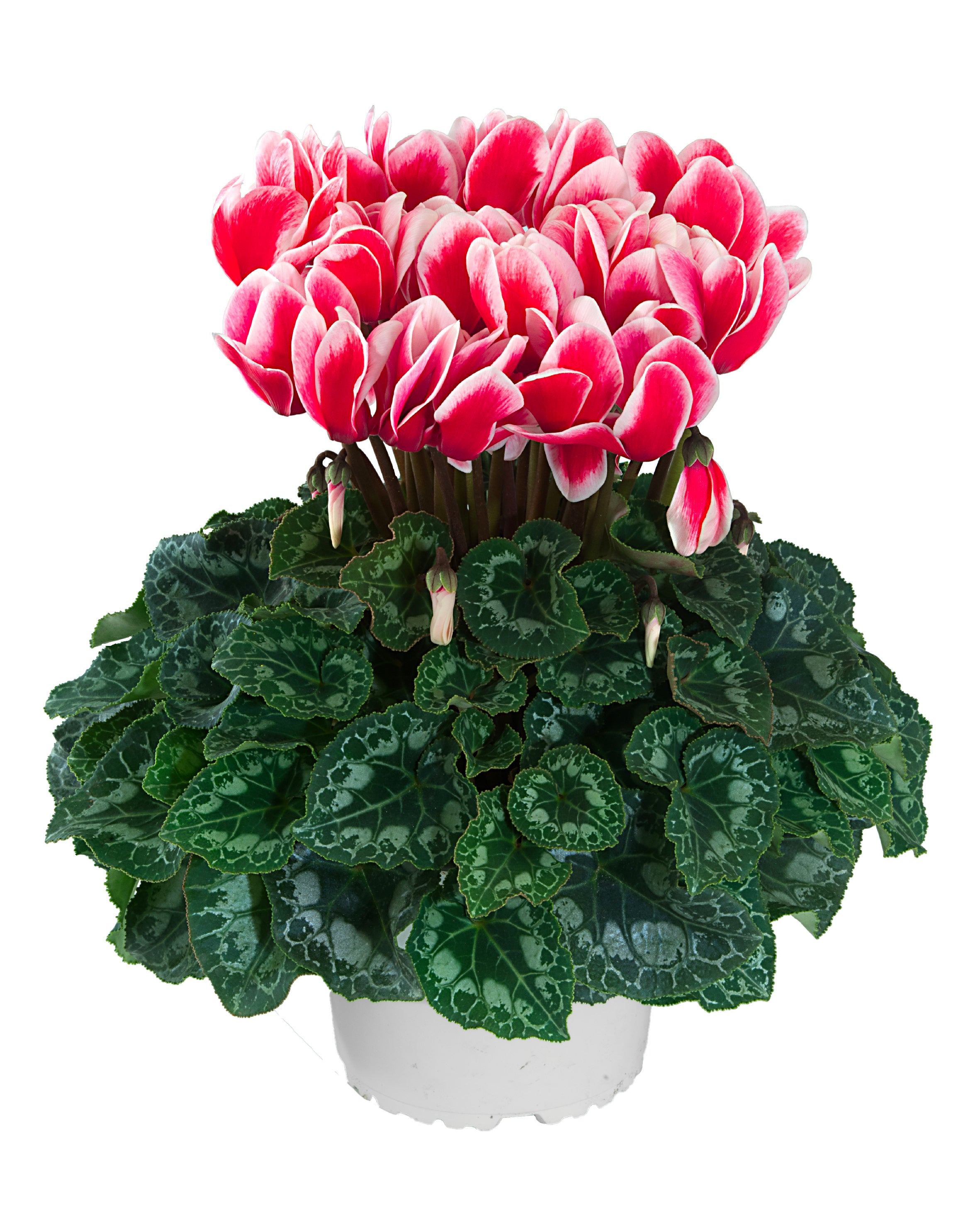 HALIOS® FANTASIA® Red evolution