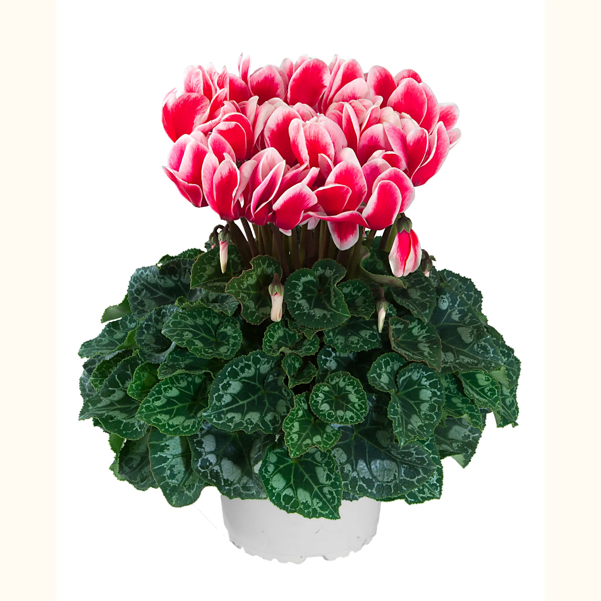 HALIOS® FANTASIA® Rouge exp.