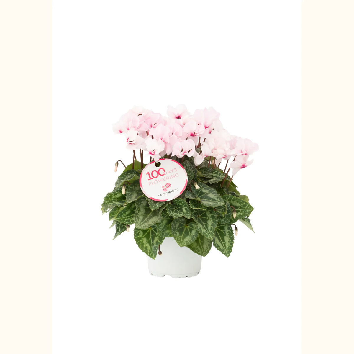 CYCL_100237_img_tag_01.png