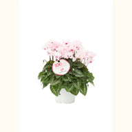 CYCL_100237_img_tag_01.png