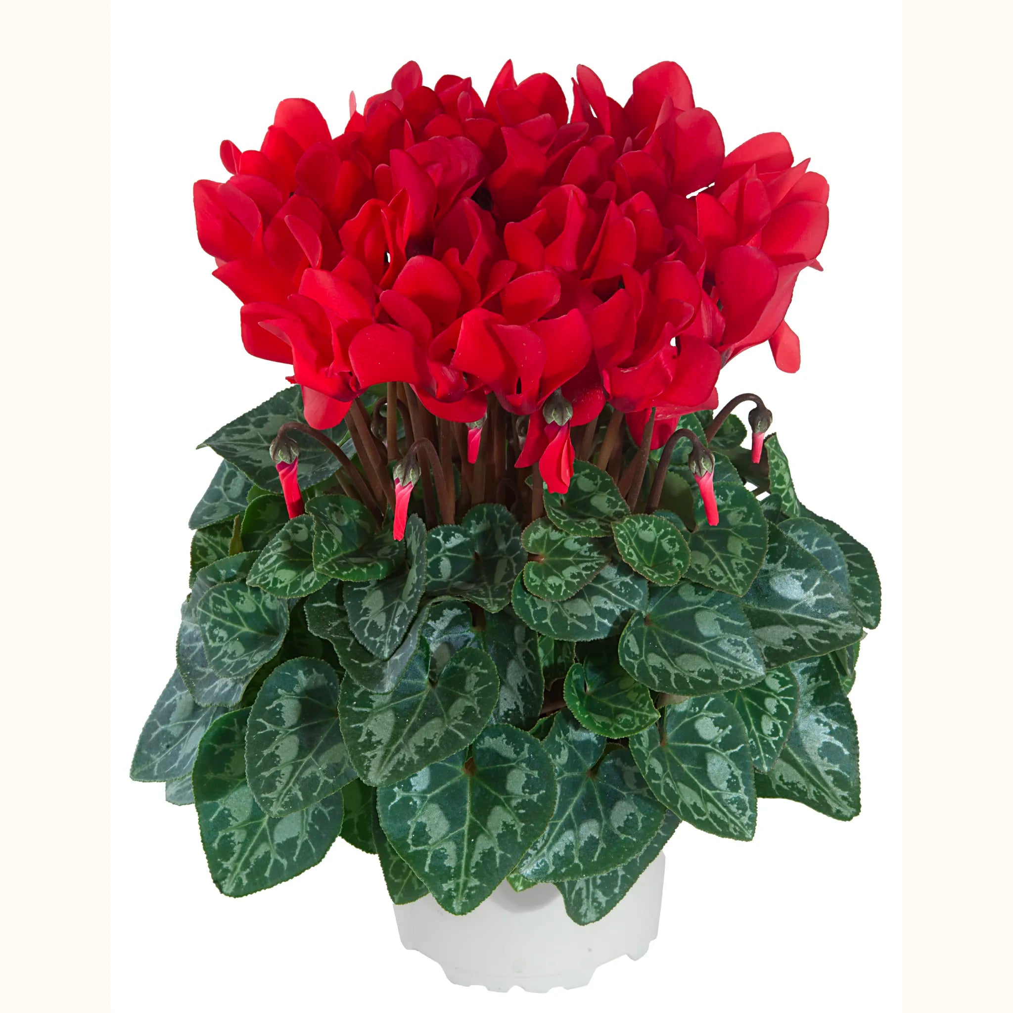 METIS® Rouge exp.