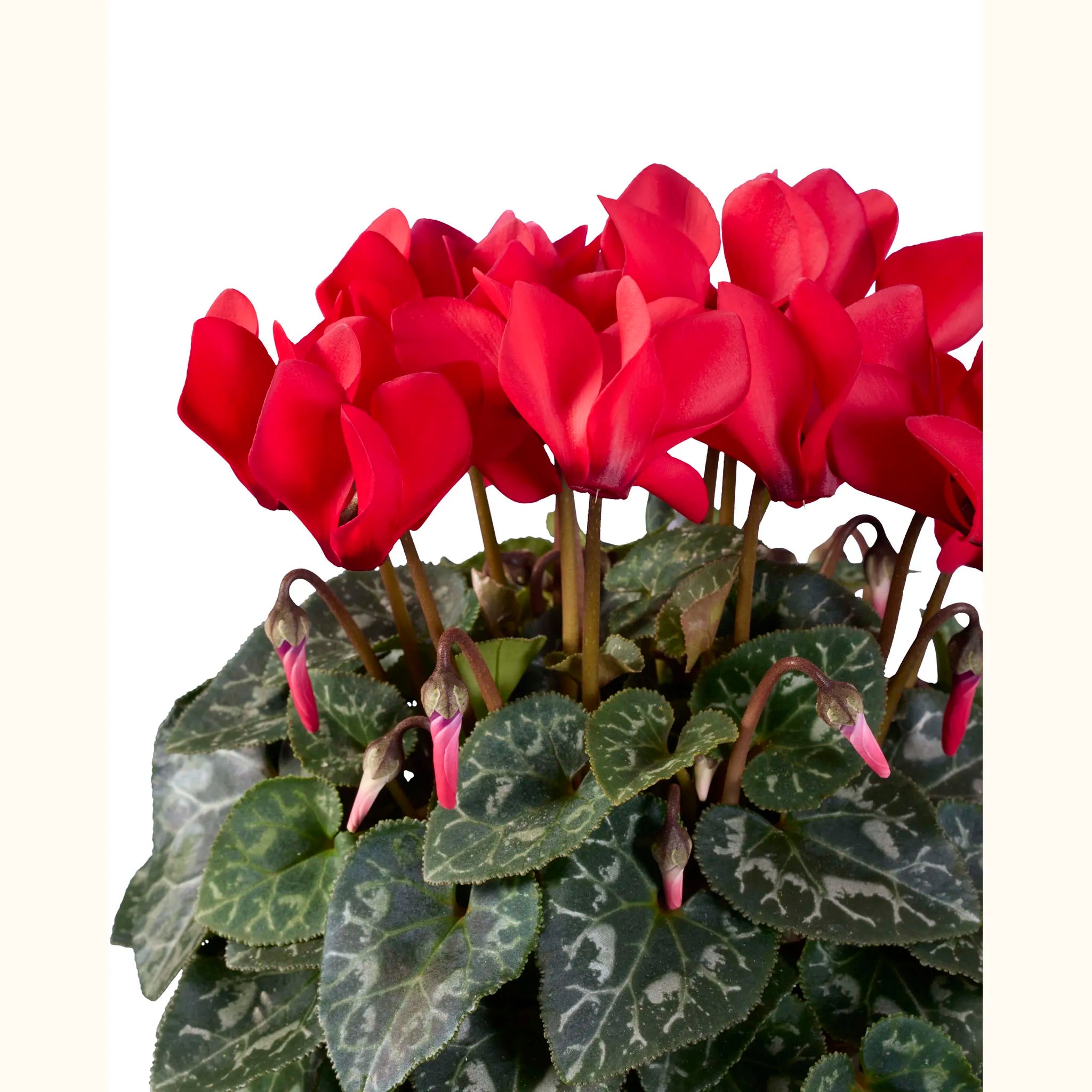 METIS® Rouge exp.