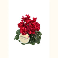 CYCL_100322_img_tag_01.png