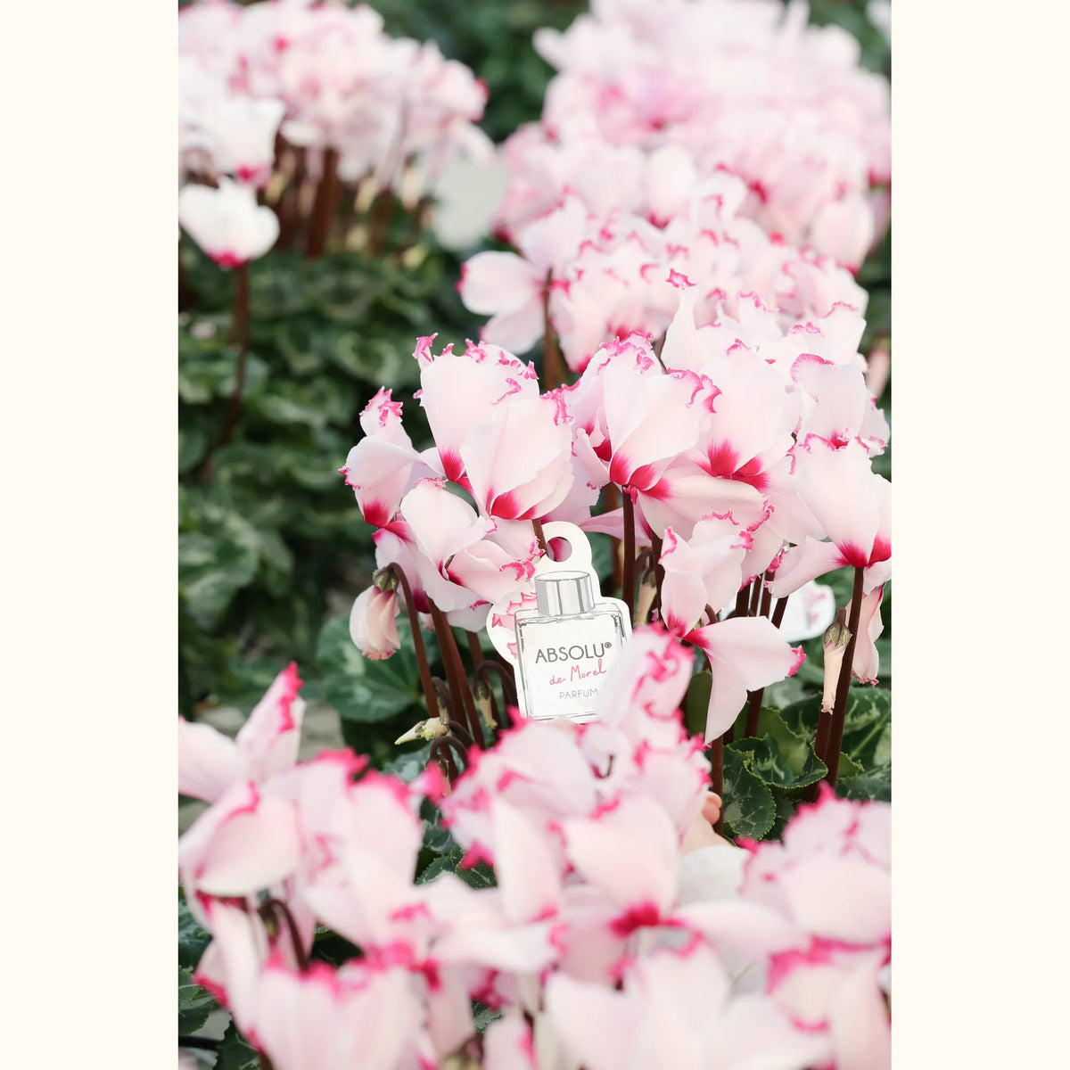 CYCL_100334_img_flow_@aurelle.lphotographe-07.jpg