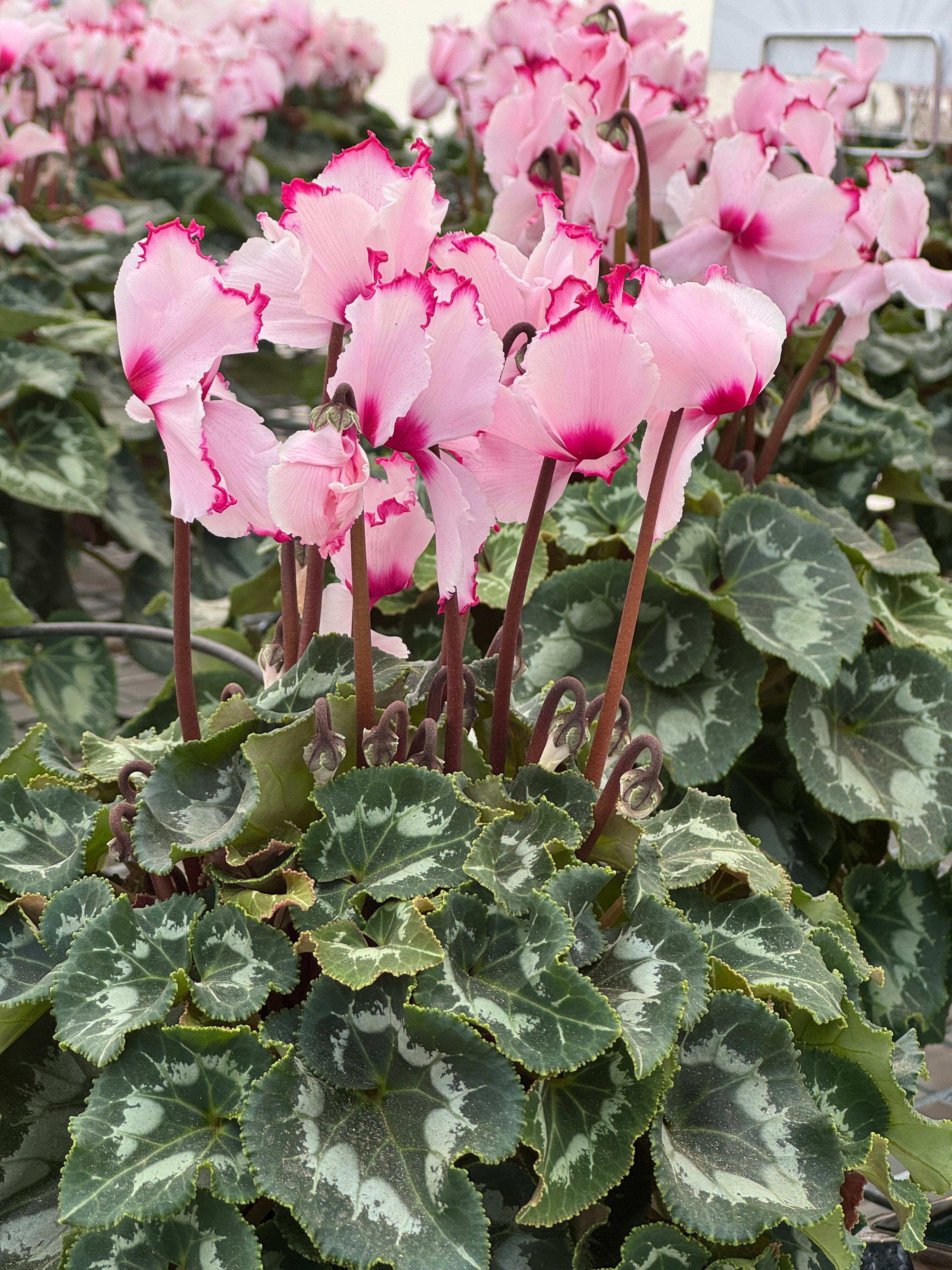 LATINIA® ABSOLU® exp.