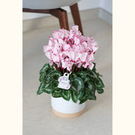 CYCL_100334_img_lstyle_@aurelle.lphotographe-12.jpg