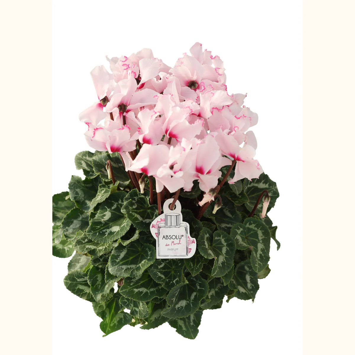 CYCL_100334_img_tag_01.png