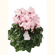 CYCL_100334_img_tag_01.png
