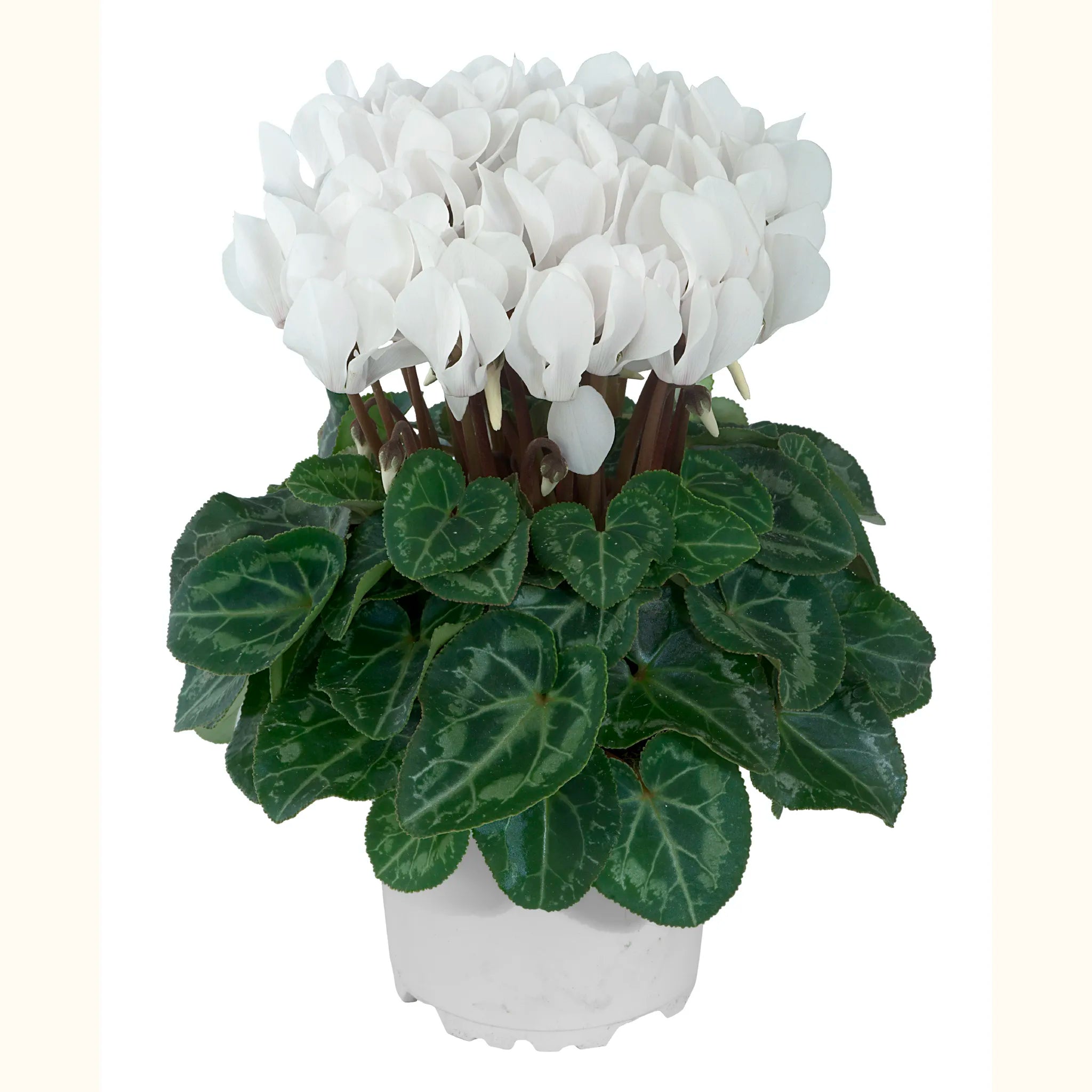 METIS® Blanc exp.