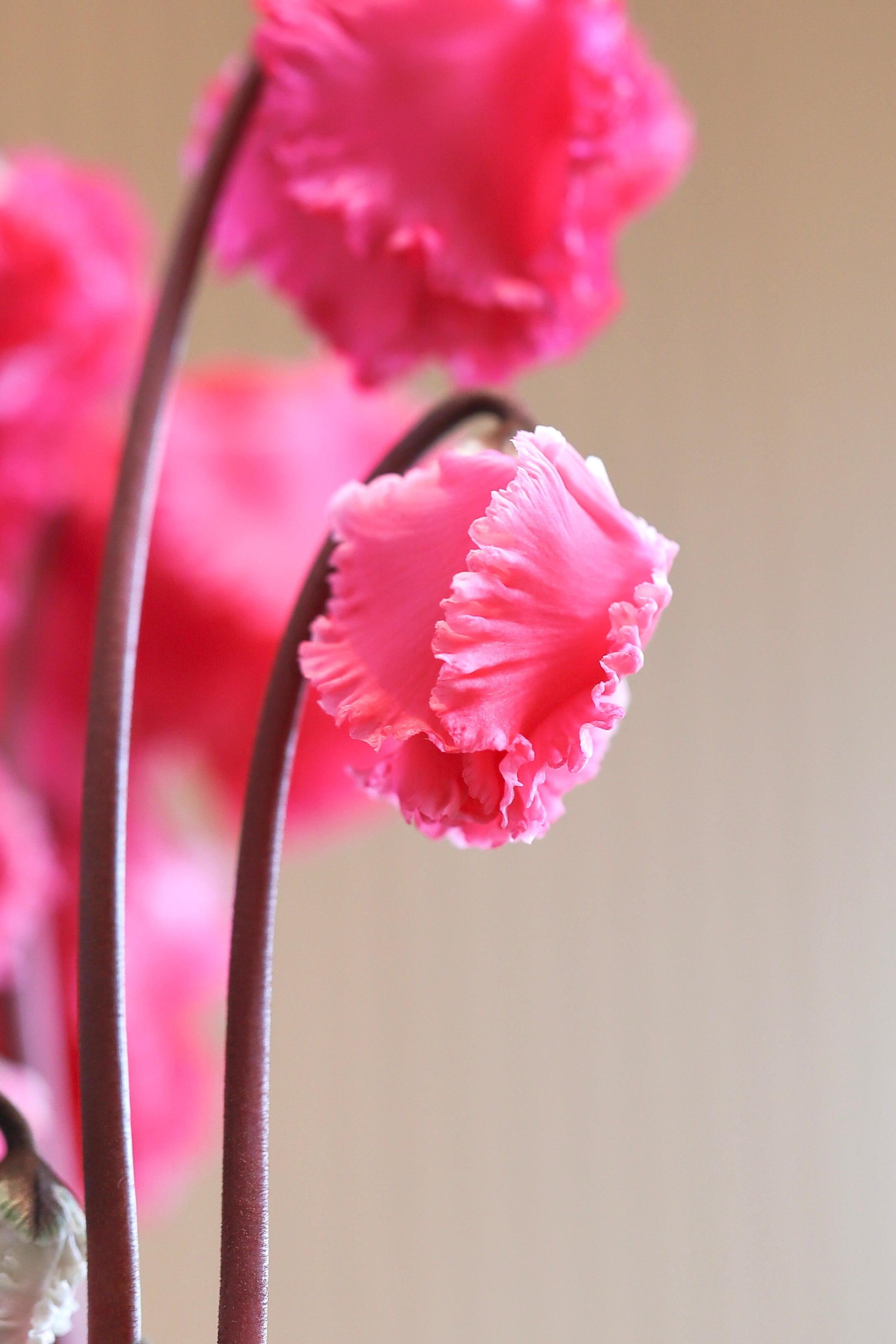 METIS® Clochette® Salmon exp.