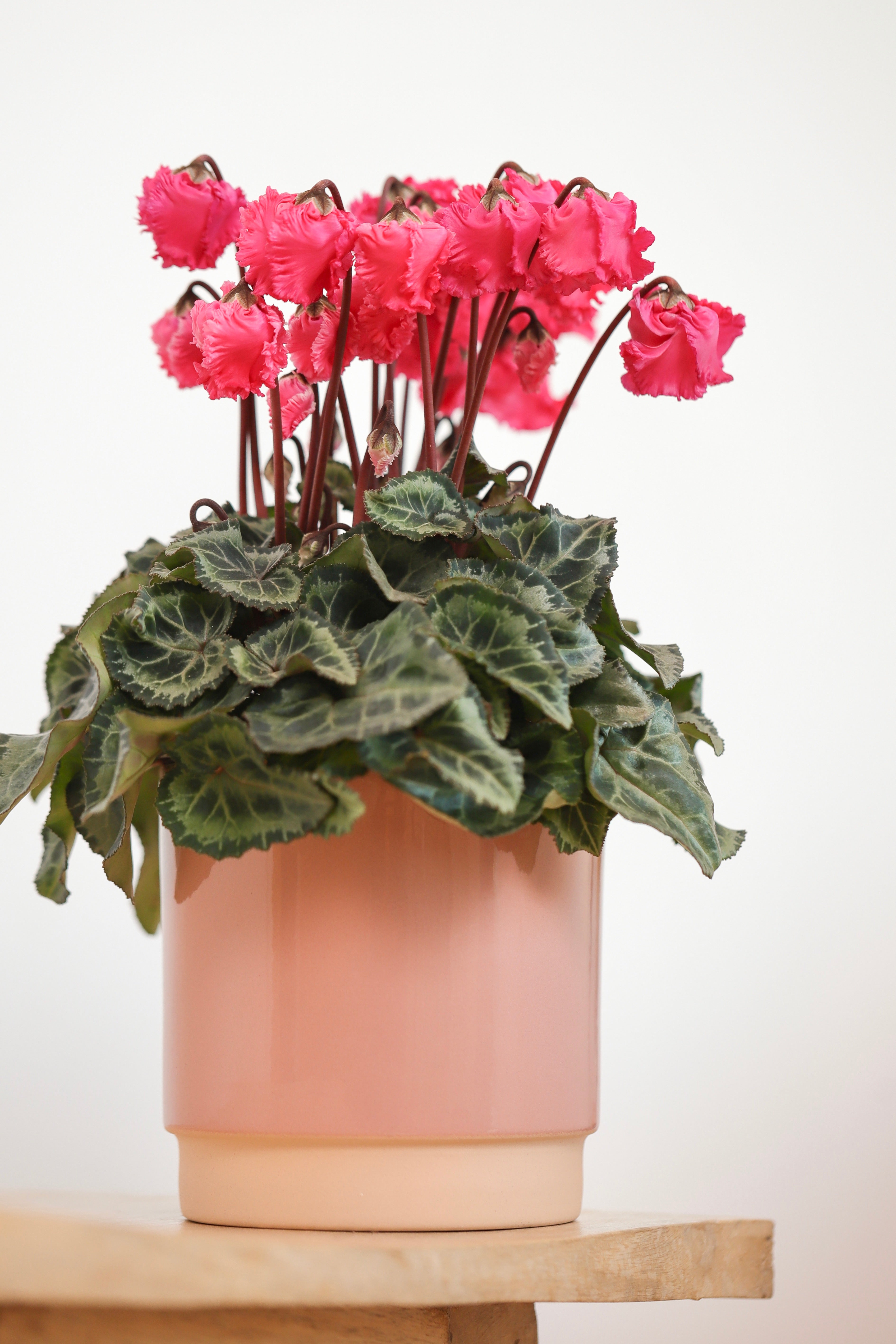 METIS® Clochette® Salmon exp.