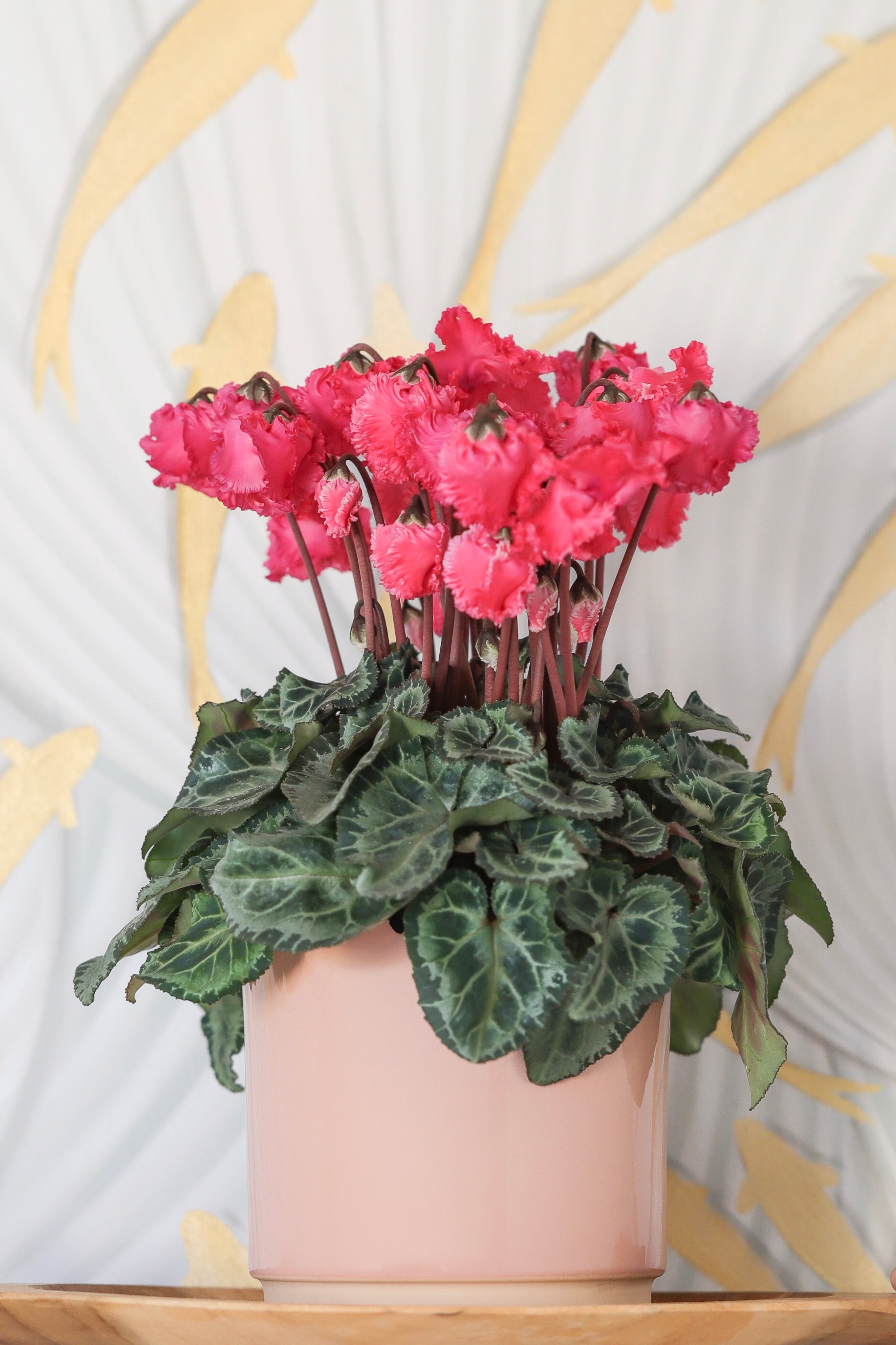 METIS® Clochette® Salmon exp.