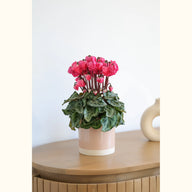 CYCL_100345_img_lstyle_@aurelle.lphotographe-80.jpg