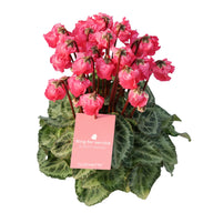 CYCL_100345_img_tag_01.png