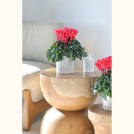 CYCL_100346_img_lstyle_05.jpg