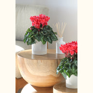 CYCL_100346_img_lstyle_07.jpg