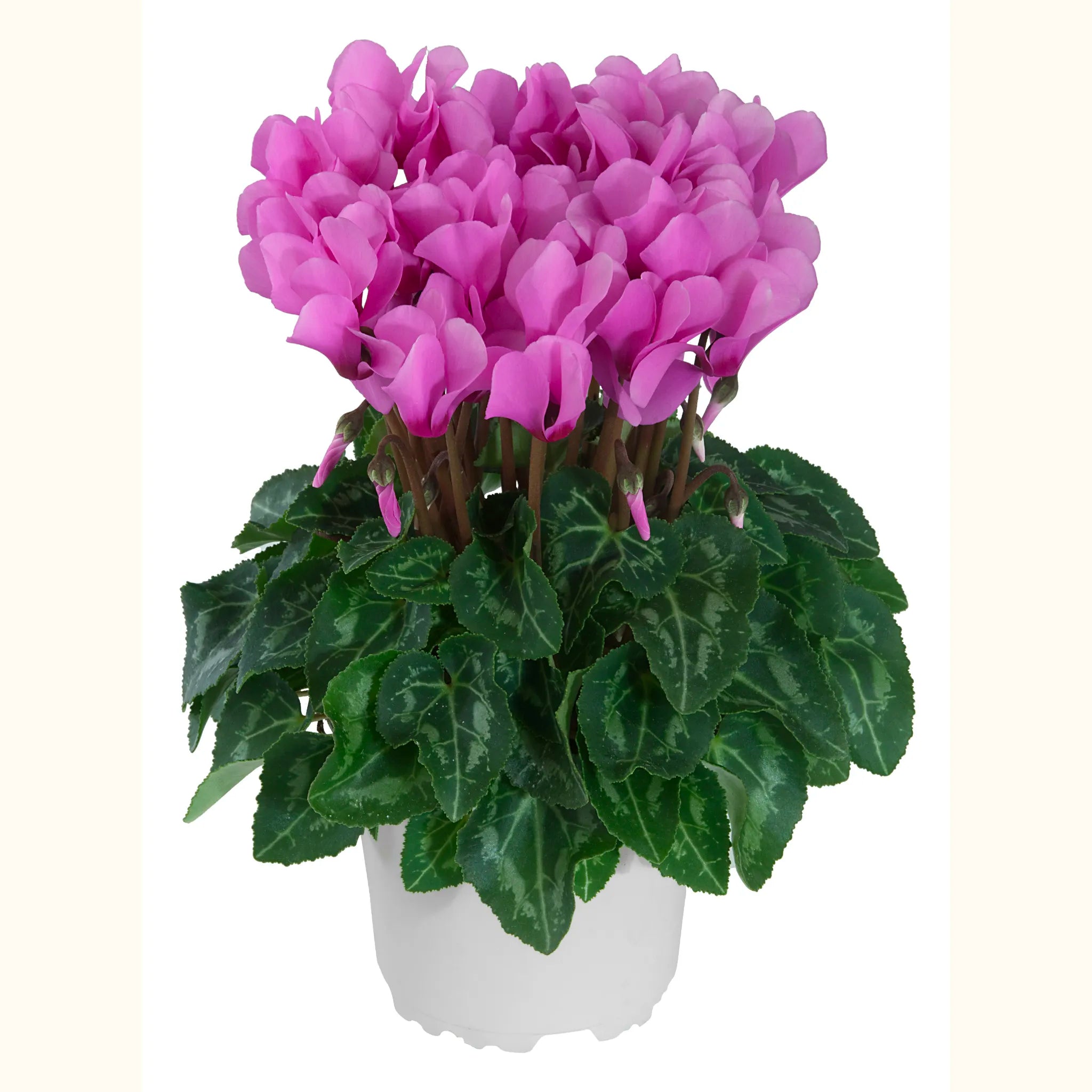 METIS® Violet Cattleya exp.