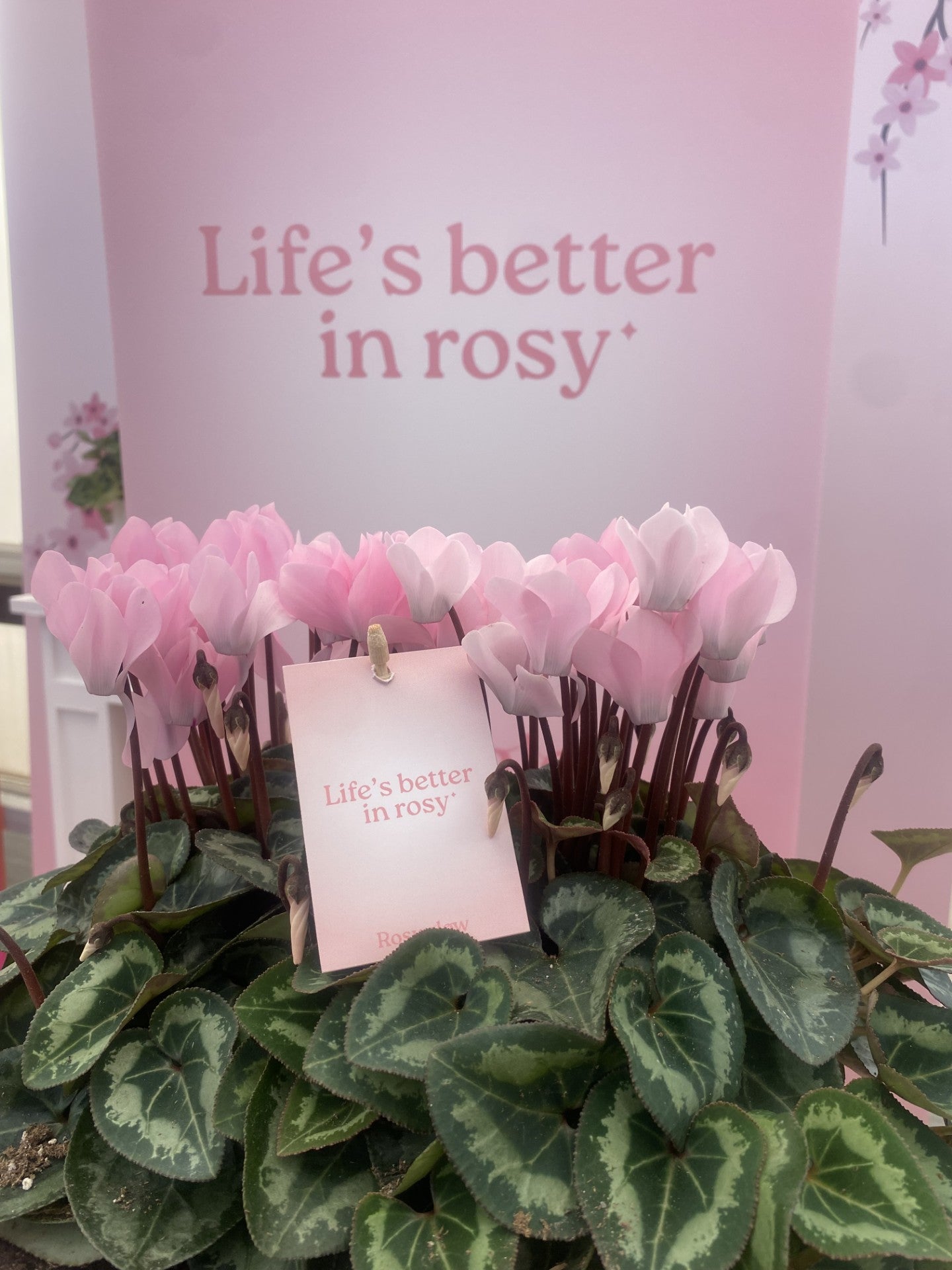 METIS® Rosy Glow® exp.