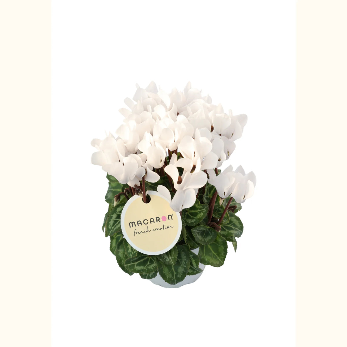 CYCL_100552_img_tag_01.png