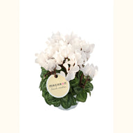 CYCL_100552_img_tag_01.png