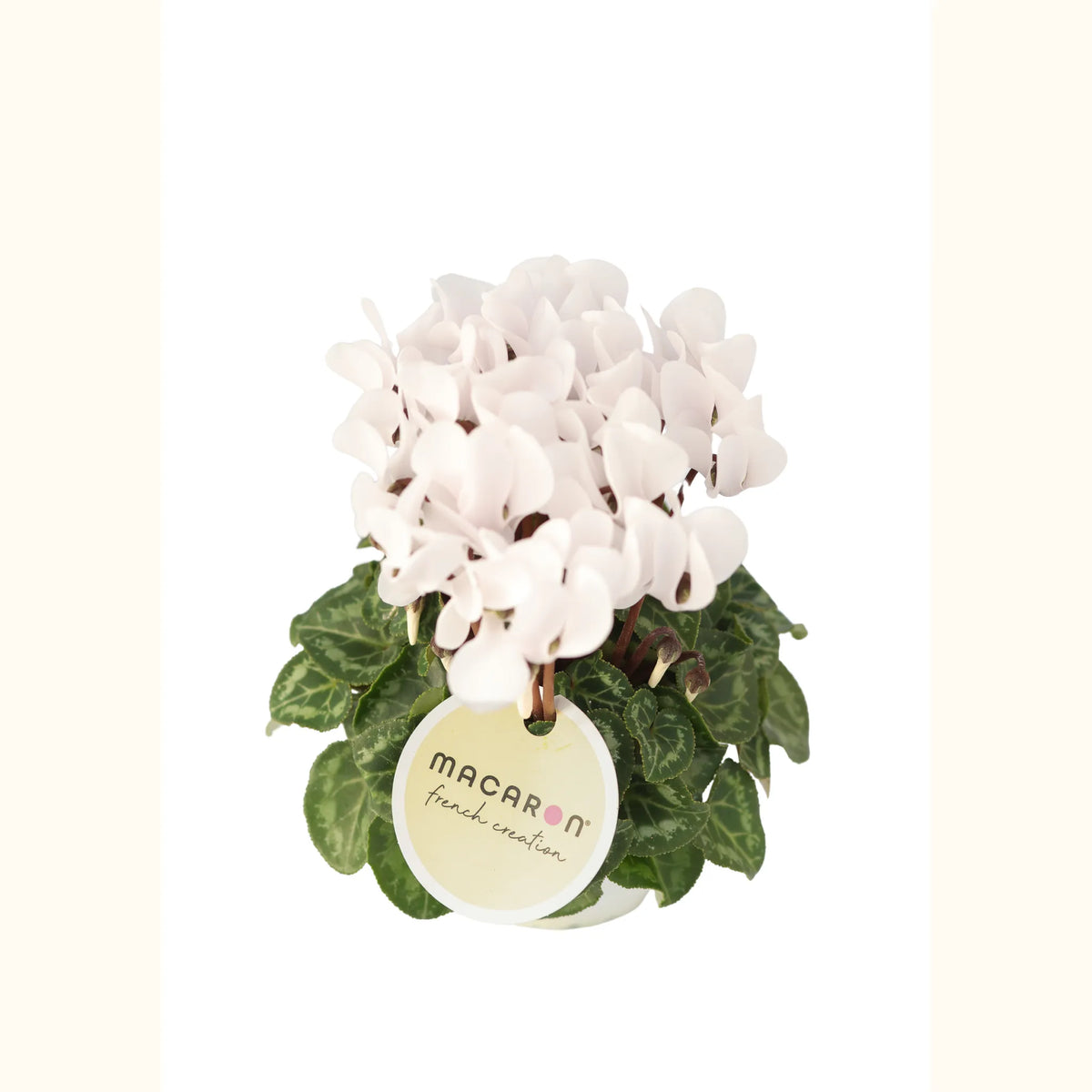 CYCL_100553_img_tag_02.png