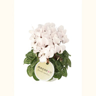 CYCL_100553_img_tag_02.png