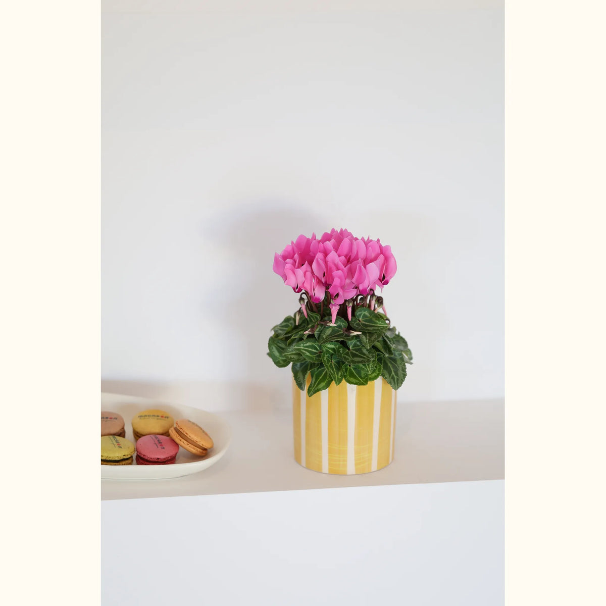 CYCL_100554_img_lstyle_01@aurelle.lphotographe-176.jpg