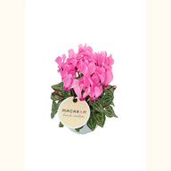 CYCL_100554_img_tag_01.png