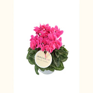 CYCL_100556_img_tag_01.png